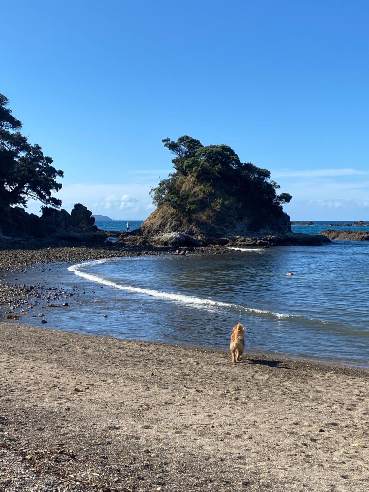 Kereru Cabin - Spectacular Seaviews, Rustic, Glamping Eco Adventure Palm Beach Exterior foto